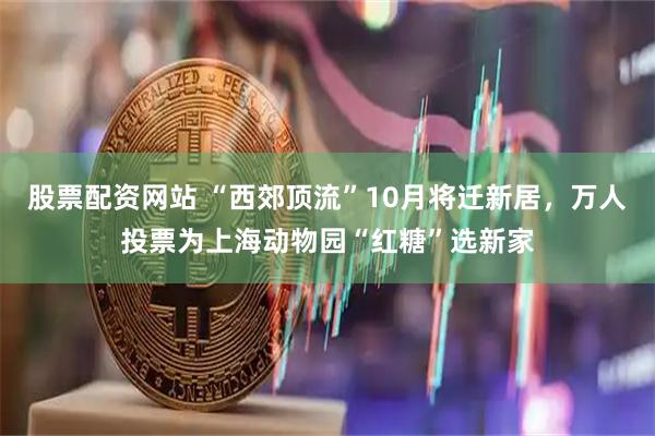 股票配资网站 “西郊顶流”10月将迁新居，万人投票为上海动物园“红糖”选新家